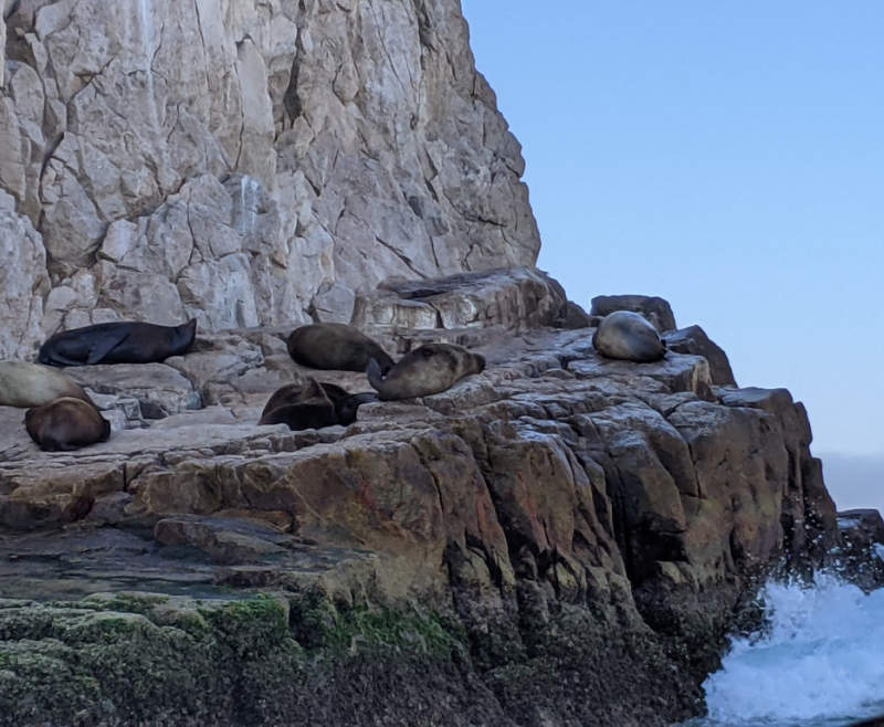 Cabo sunbathing seals