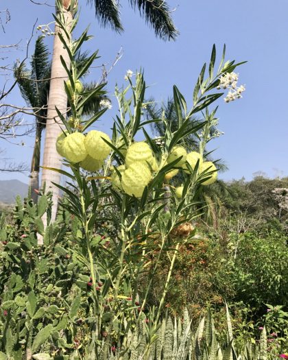 Native Tree in Puerto Vallarta