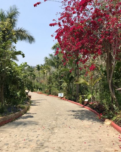 Native Scenery in Puerto Vallarta